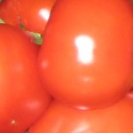 tomato