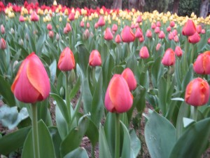 Tulips witness the matchmaking